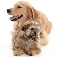 Los 10 perros mestizos más populares