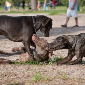 Вук није пас, а не вук