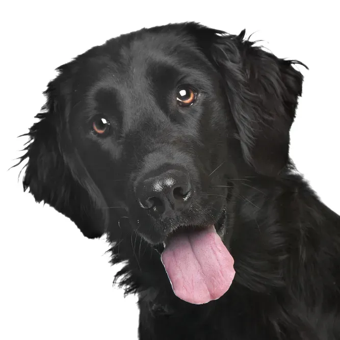 Topp 16 vänliga hundar