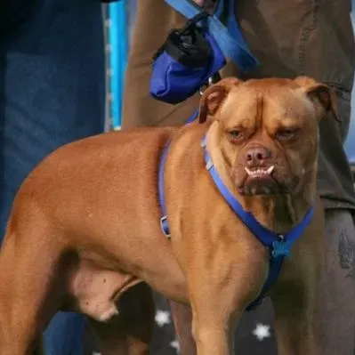 Les chiens les plus laids du monde' title=