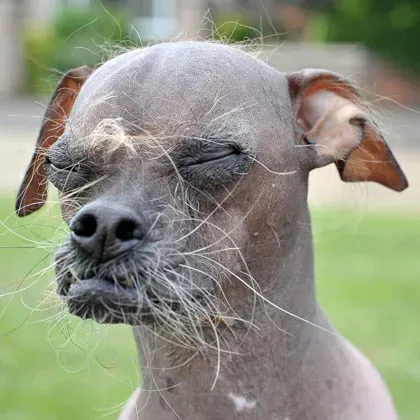 Les chiens les plus laids du monde' title=