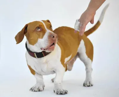 Les chiens les plus laids du monde' title=