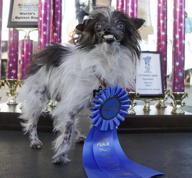 Les chiens les plus laids du monde' title=