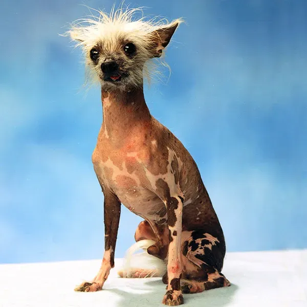 Les chiens les plus laids du monde' title=