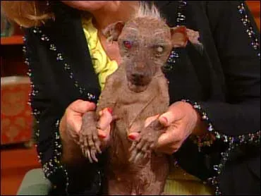 Les chiens les plus laids du monde' title=