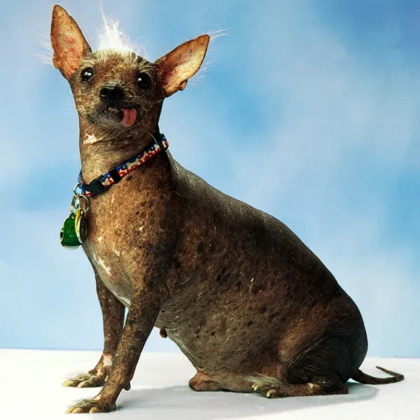 Les chiens les plus laids du monde' title=