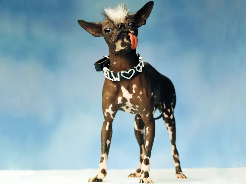 Les chiens les plus laids du monde' title=