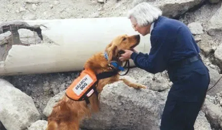 9/11 Претрага и спашавање и склониште псе као хероји
