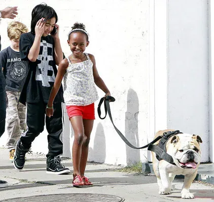 Brad Pitt ja Angelina Jolie huomasivat lemmikkieläinten bulldogilla