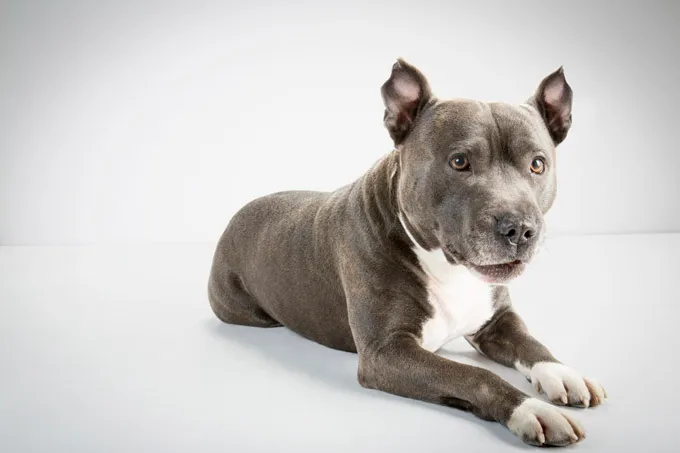 Insegna al tuo cane a prendere