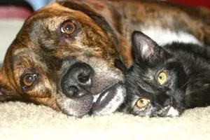 개를 좋아하는 사람과 고양이를 좋아하는 사람 — 정말 차이가 있나요?
