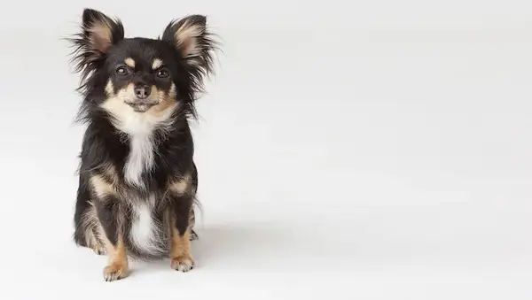 Малки кучета, които работят добре в студения климат