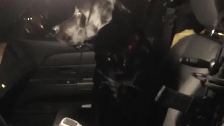 루거-잃어버린 개-경찰차-2' title=