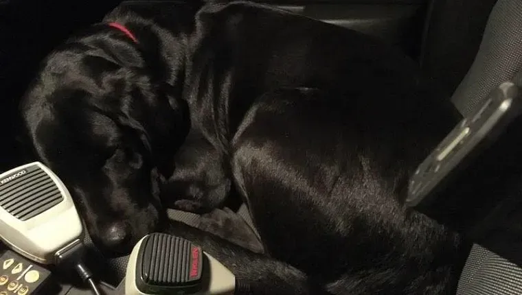 루거-잃어버린 개-경찰차-3' title=