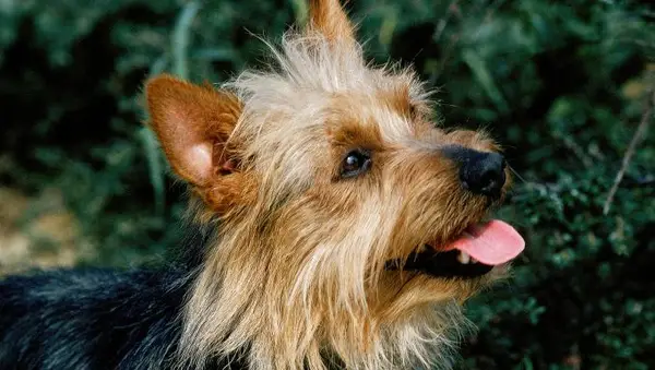 L’interior australià va sorprendre el jutge pel truc a la competició ACC