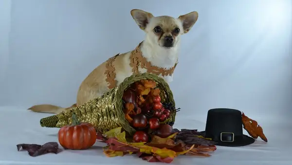 10 ok a kutyák meghívására, hogy köszönetet mondjunk [videó]