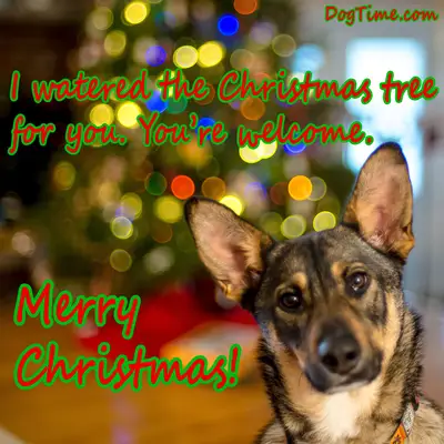 Watered The Christmas Tree