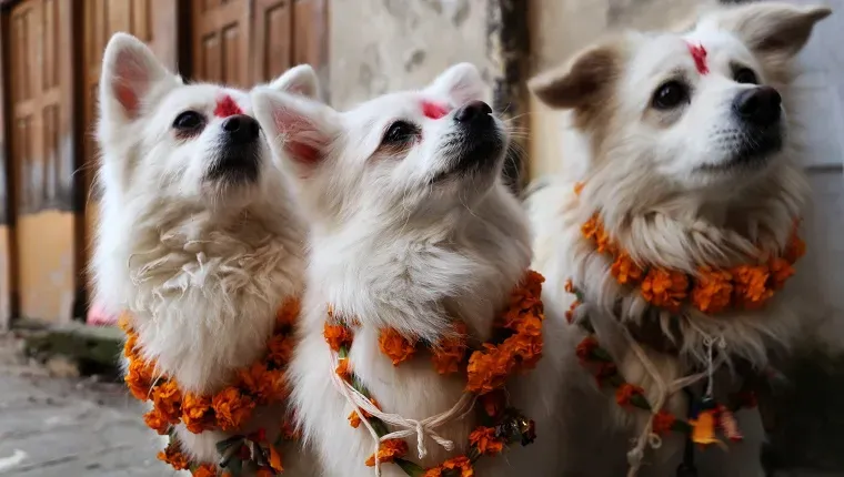 Três cães brancos têm manchas vermelhas na testa e coroas de flores no pescoço para o festival.' title=
