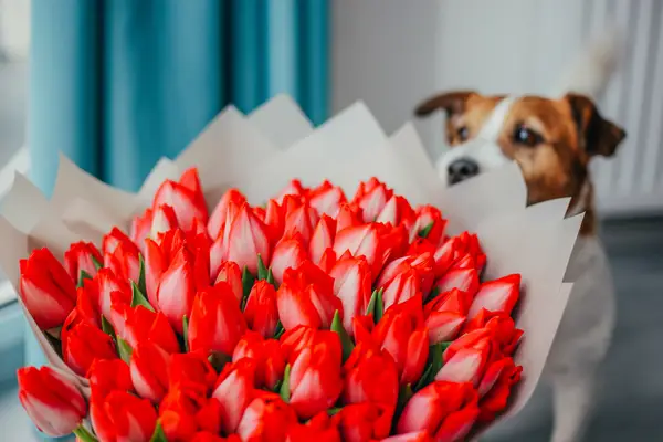 Jack Russell smells pink tulips, a flower not safe for dogs on Valentine