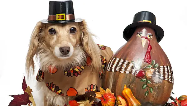 Beste Reddit -schapen? Neem informatie op over het Thanksgiving Day Festival