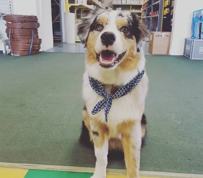 Ņemiet savu suni uz darba dienu!' title=