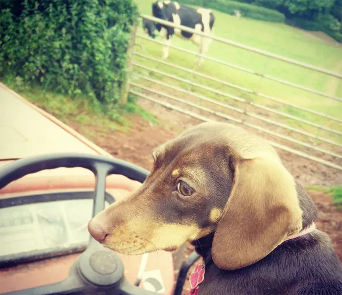 Ņemiet savu suni uz darba dienu!' title=