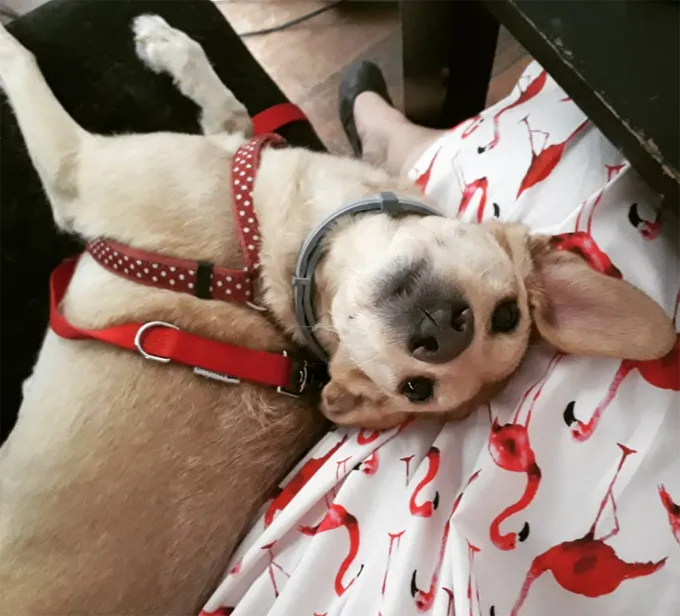 Ņemiet savu suni uz darba dienu!' title=