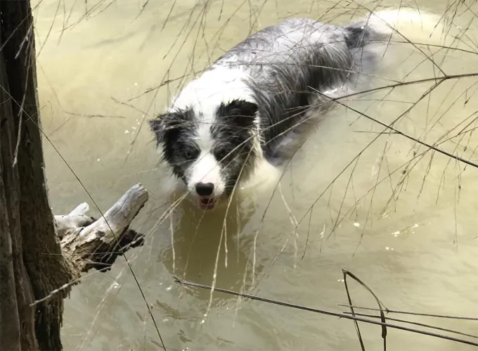 Ņemiet savu suni uz darba dienu!' title=