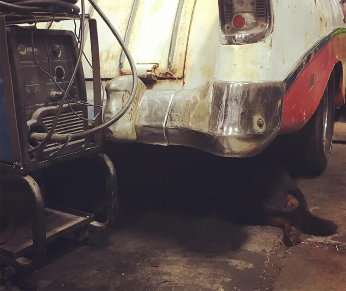 Ņemiet savu suni uz darba dienu!' title=