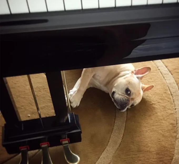 Ņemiet savu suni uz darba dienu!' title=