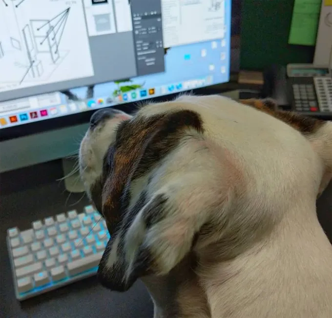 Ņemiet savu suni uz darba dienu!' title=