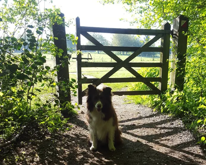 Ņemiet savu suni uz darba dienu!' title=