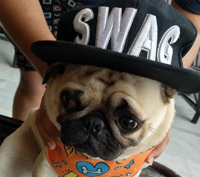 Meklē savu suni uz darba dienu!' title=