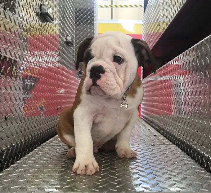 Ņemiet savu suni uz darba dienu.' title=