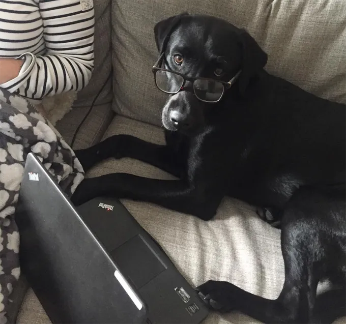 Ņemiet savu suni uz darba dienu!' title=