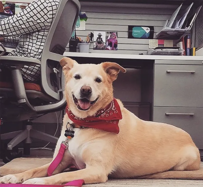 Ņemiet savu suni uz darba dienu!' title=