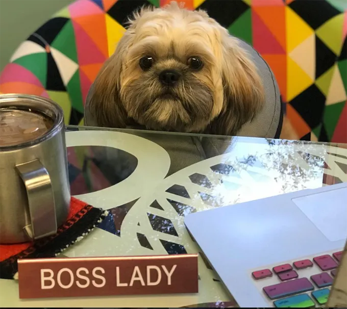 Ņemiet savu suni uz darba dienu!' title=