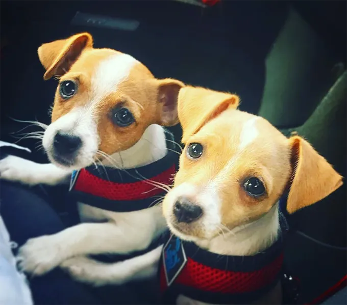 2 suņi dodas uz darbu!' title=