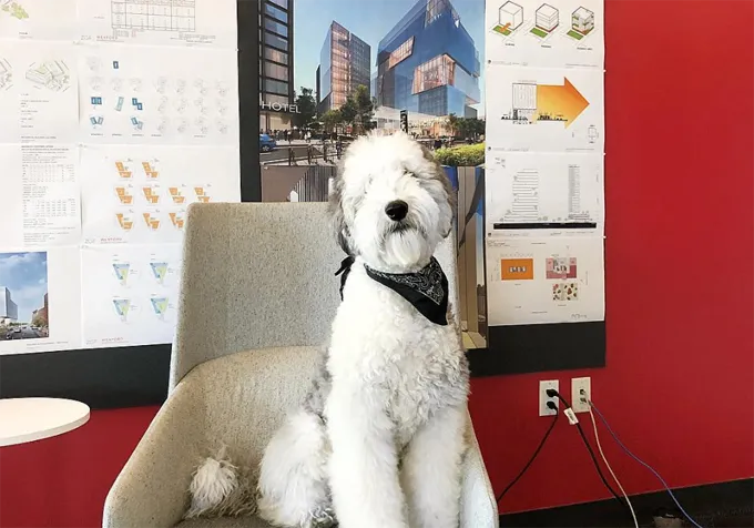 Ņemiet savu suni uz darba dienu!' title=