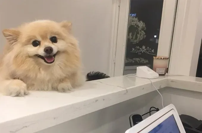 Dienas “Ņemiet savu suni uz darbu” svinēšana stilā [40 ATTĒLI]