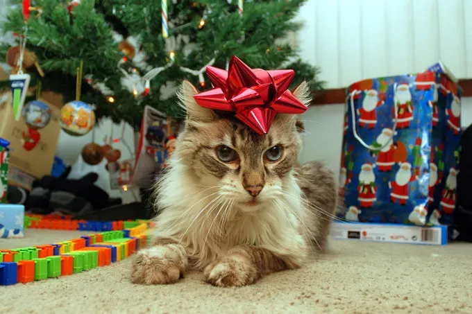 (Bildkredit: Getty Images)' title=