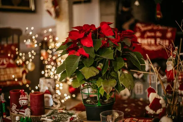 Blooming poinsetttia decoration in the living room during the holidays.