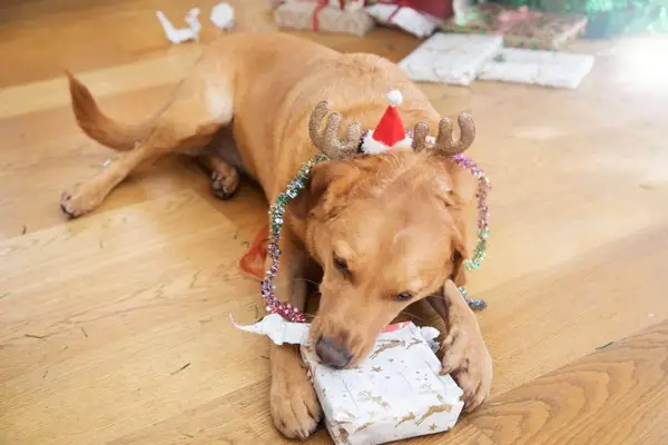Dog unwrapping present during Kwanzaa.