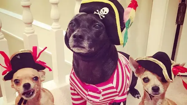 A 10 legjobb kutya jelmez, amelyet könnyen felöltözhetnek a kedvtelésből tartott állatokkal [videó]