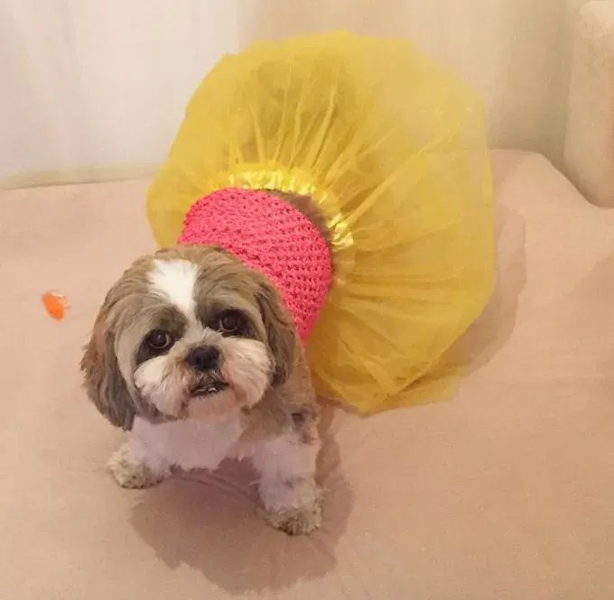 Lust auf Shih Tzu' title=