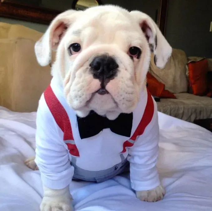 Bulldoggenwelpe' title=