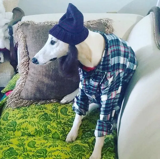 Grunge-Welpe' title=