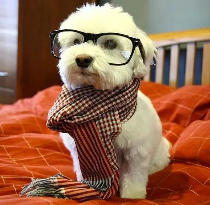 Buch Worm Terrier' title=