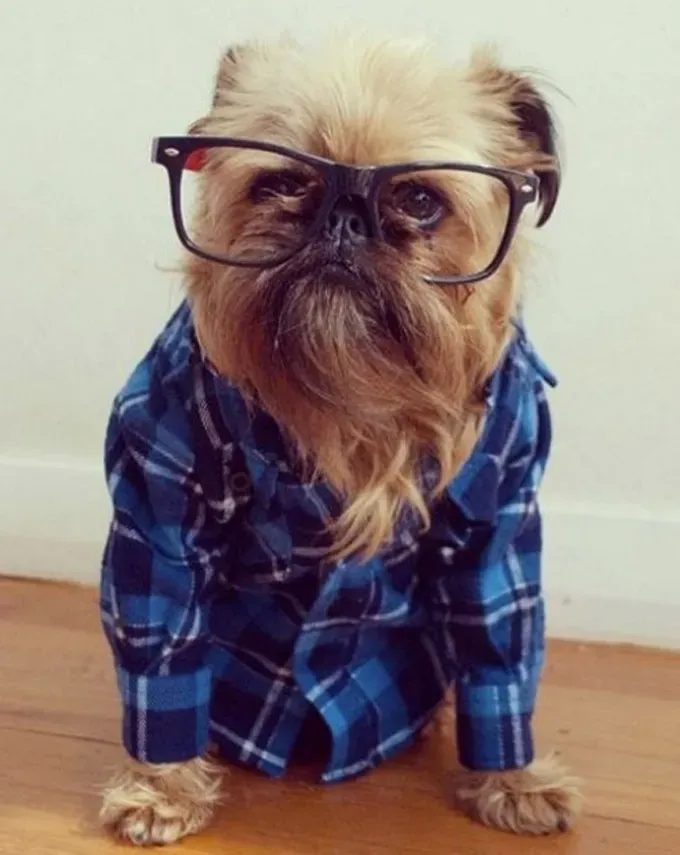 Hipster Brussles Griffon' title=