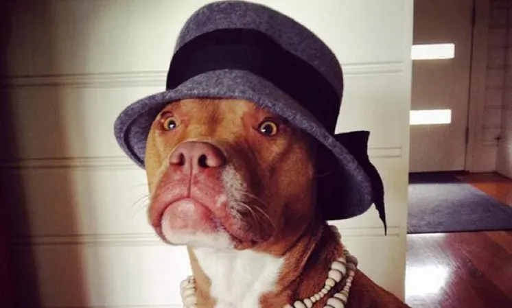25 Hunde, alle verkleidet für den Dress Up Your Pets Day